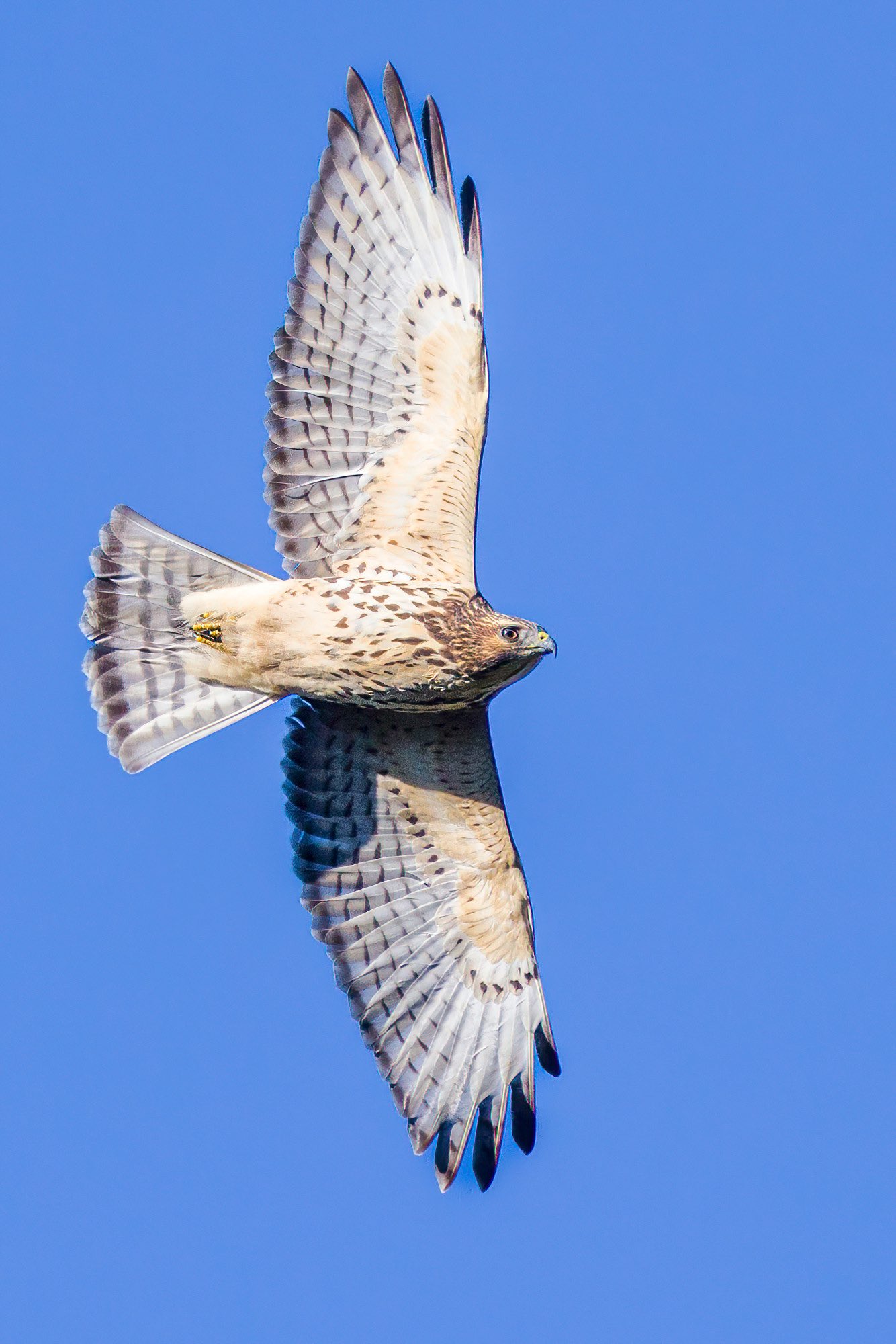 Ben Stadler on Twitter "Last Friday, I witnessed thousands (!) of broadwinged hawks fly over