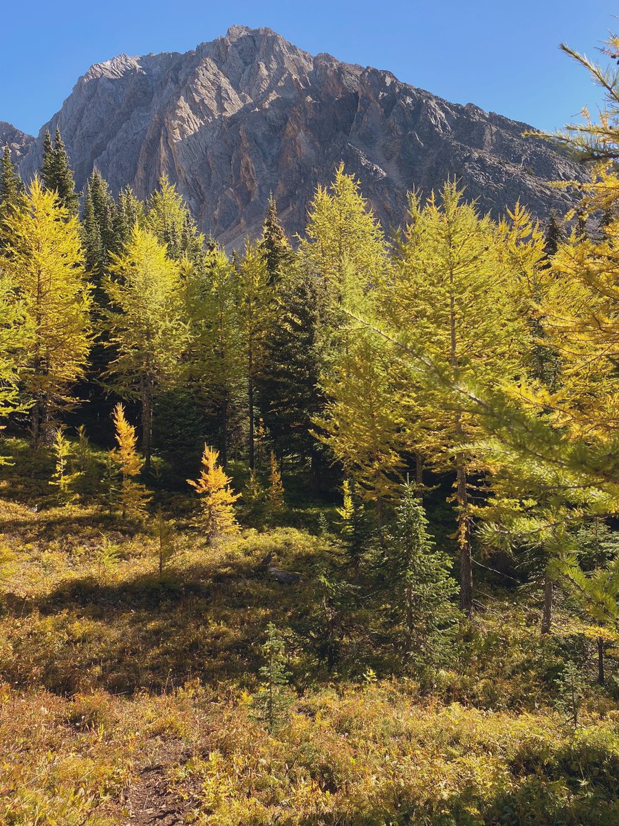 OlaInTech's tweet photo. What a nice Sunday spent in the mountains 🏔 I often forget how lucky I am that the Rockies are just an hour away from home 🏡
#travelAB #larchseason #YYC https://t.co/x3e3GE6RLb