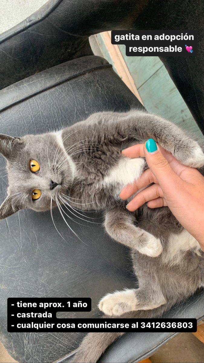 hola amigxs de twitter vengo a pedir su ayuda para difundir y encontrarle casa a esta preciosura 🙏🏼