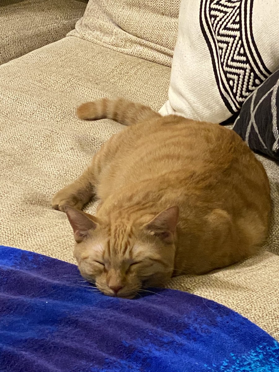 jam_0605's tweet photo. 猫が溶けてました

#猫 #液体 https://t.co/DtD2Jbm6N7