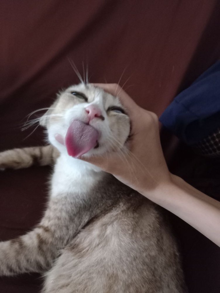CatsHeld's tweet photo. https://t.co/objqjq5QpT
