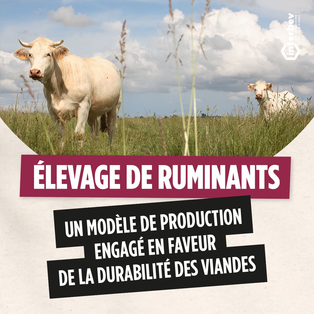 Interbev_fr's tweet image. [📰#FLEXIPROS]
Herbager et à taille humaine, l’#élevage 🇫🇷 de ruminants est un élevage autonome et respectueux du bien-être animal.
Il entretient un lien fort avec les territoires, façonne les paysages, contribue à stocker du carbone &amp;amp; à préserver la biodiversité.
#SEDD2022 #SEDD