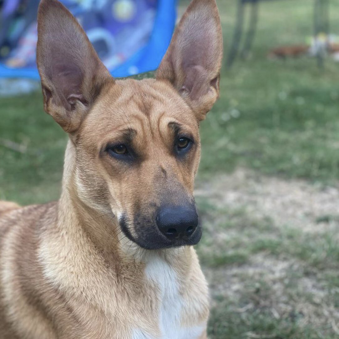 Graeme Hall tweet media