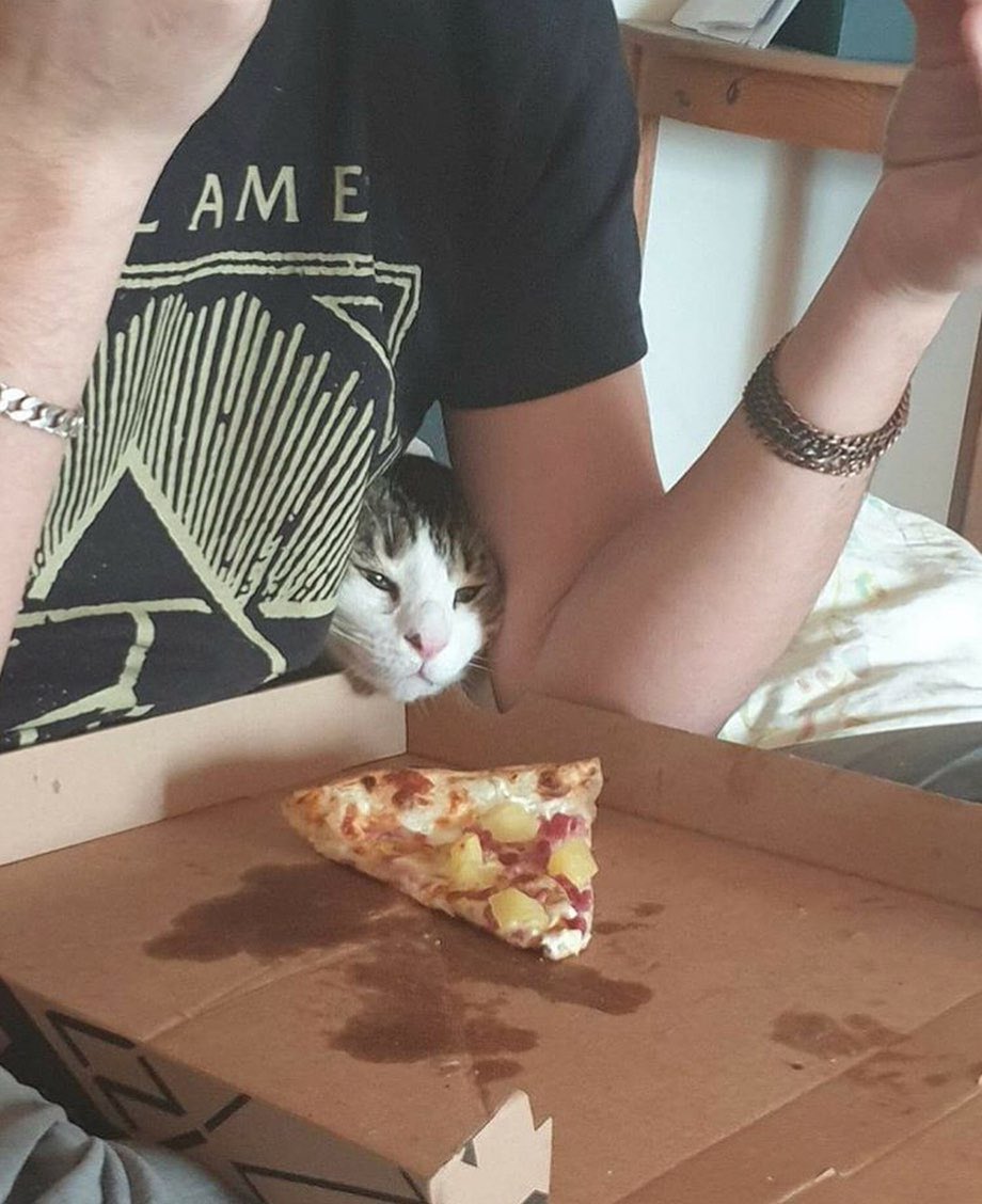 cats who share one braincell tweet media