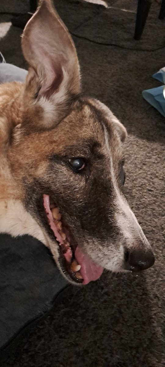 J52Wallusch's tweet photo. Today in my >>Funkcja the #Senior #Pup<< series:
Feeling Better in the Evening
#DogsofTwittter
#DogsofFootball π
#DogsofRugby π https://t.co/5aSiptcy21