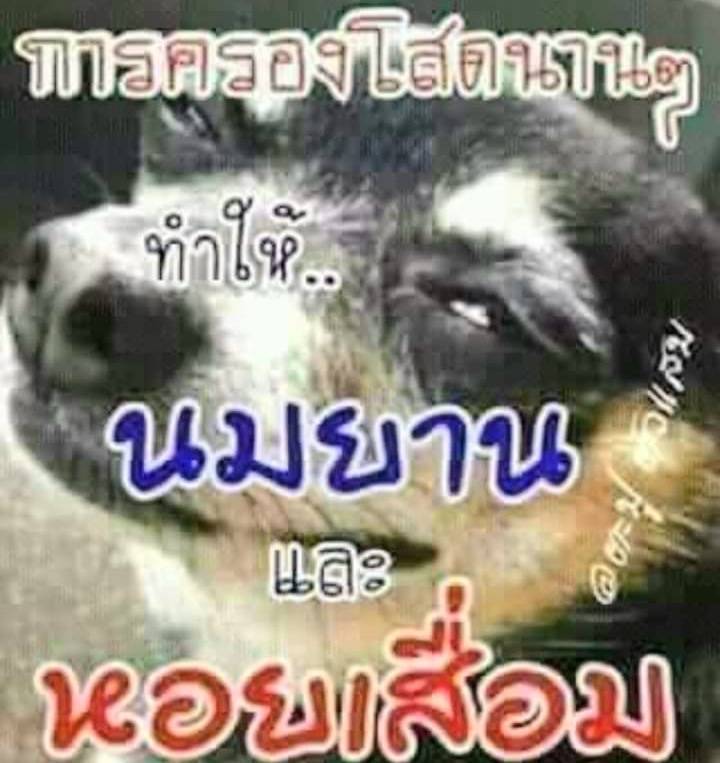 PeeHmee6969's tweet photo. จริงหรือ https://t.co/MTVddPrlfY