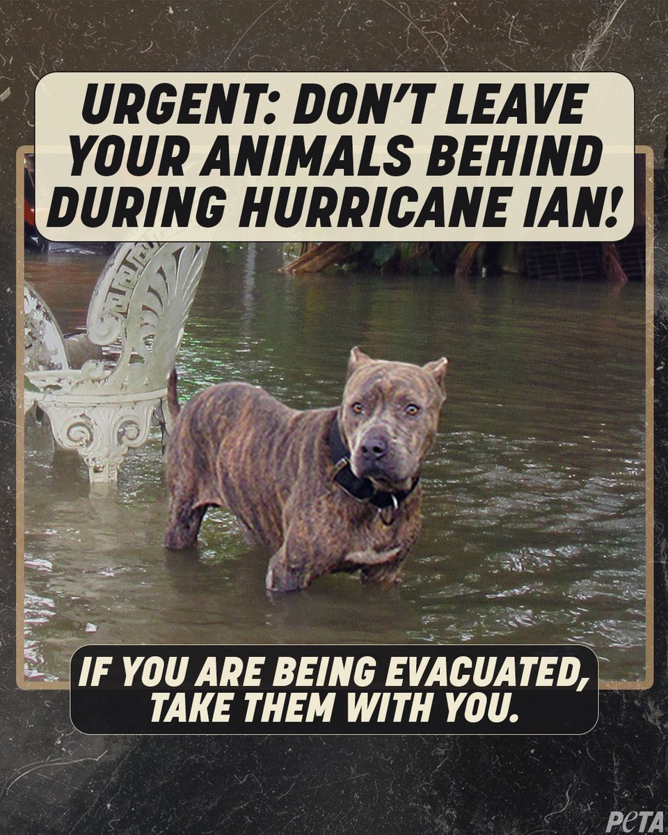 peta's tweet photo. 🚨 With the latest news on #HurricaneIan, please remember to take your animals with you &amp; stay safe! 🚨 https://t.co/g33cpANGsz