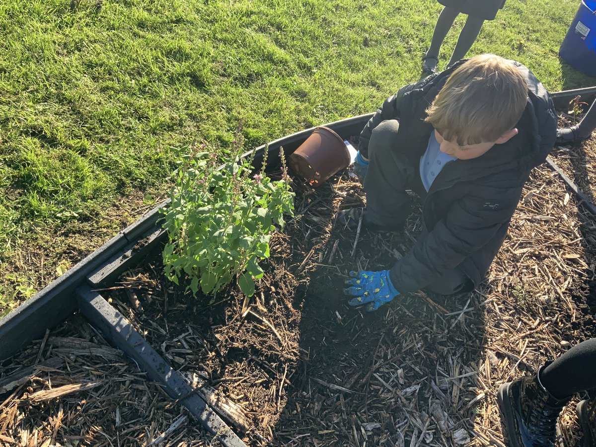 Gardening club have been hard at work weeding, planting and making lavender bags! They loved getting their hands dirty after school. 🪴👩‍🌾👨‍🌾