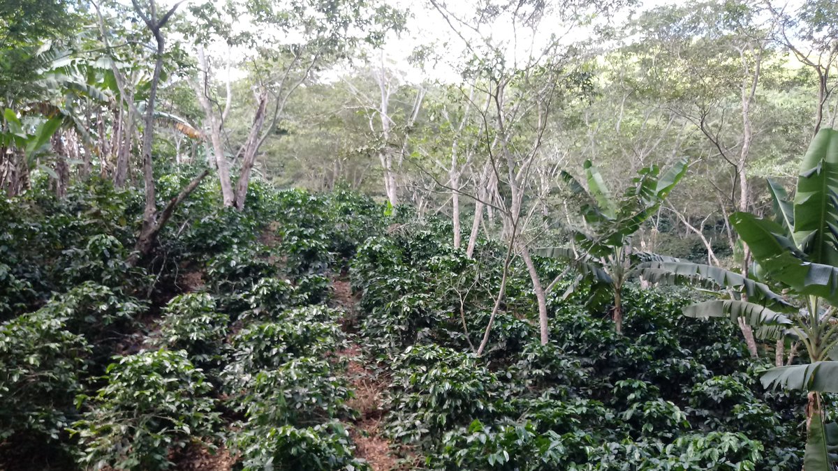 pdgespanol's tweet photo. La #precosecha es muchas veces subestimada, tiene un impacto positivo o negativo en la calidad del #café y, en consecuencia, en el resto de la cadena productiva. https://t.co/cUkwP4o53y
