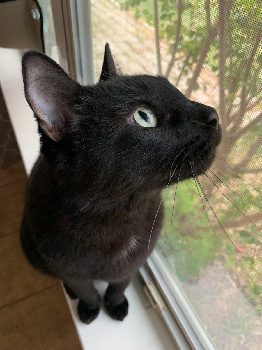 Chris Kokkinos, M.P.S.E. tweet media