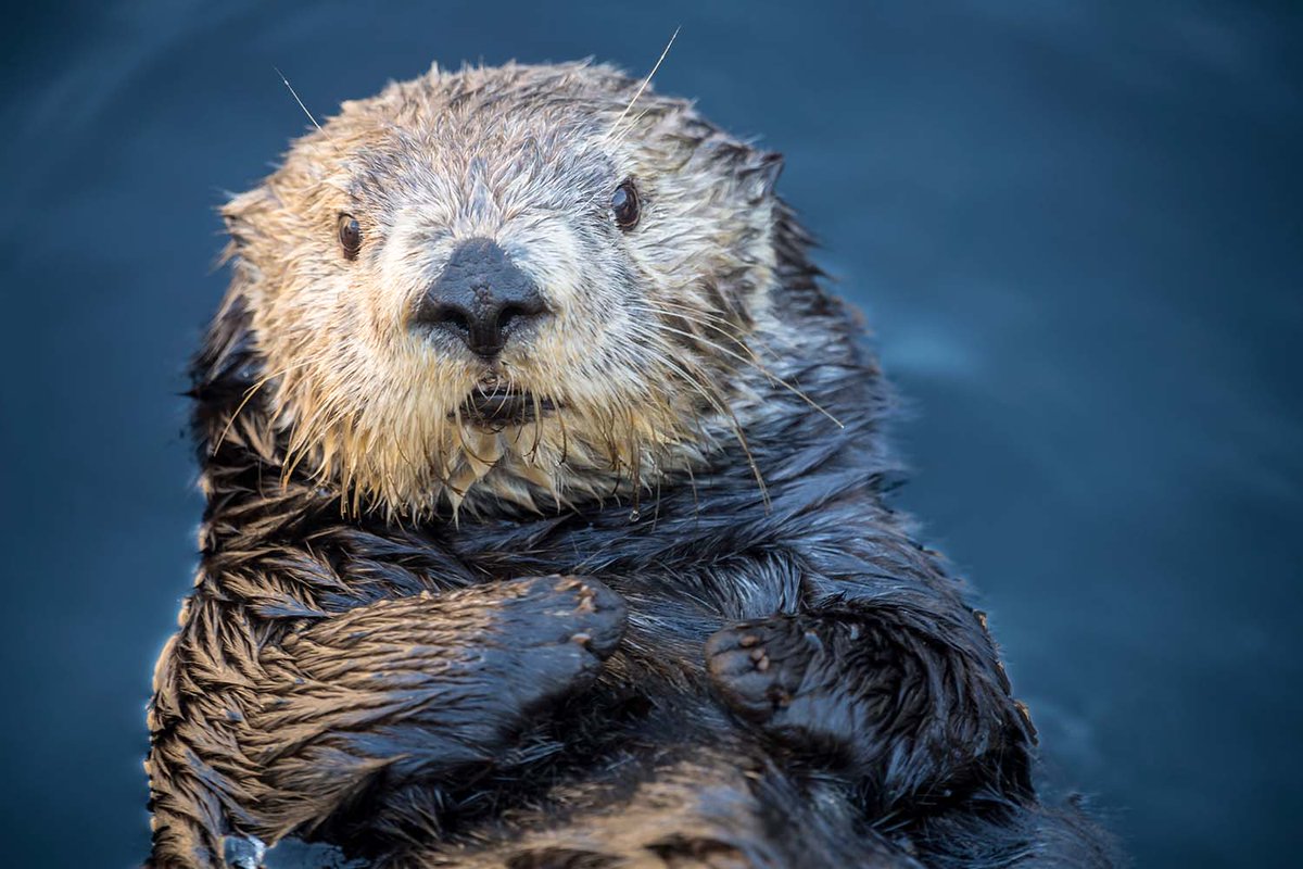 Seattle Aquarium tweet media
