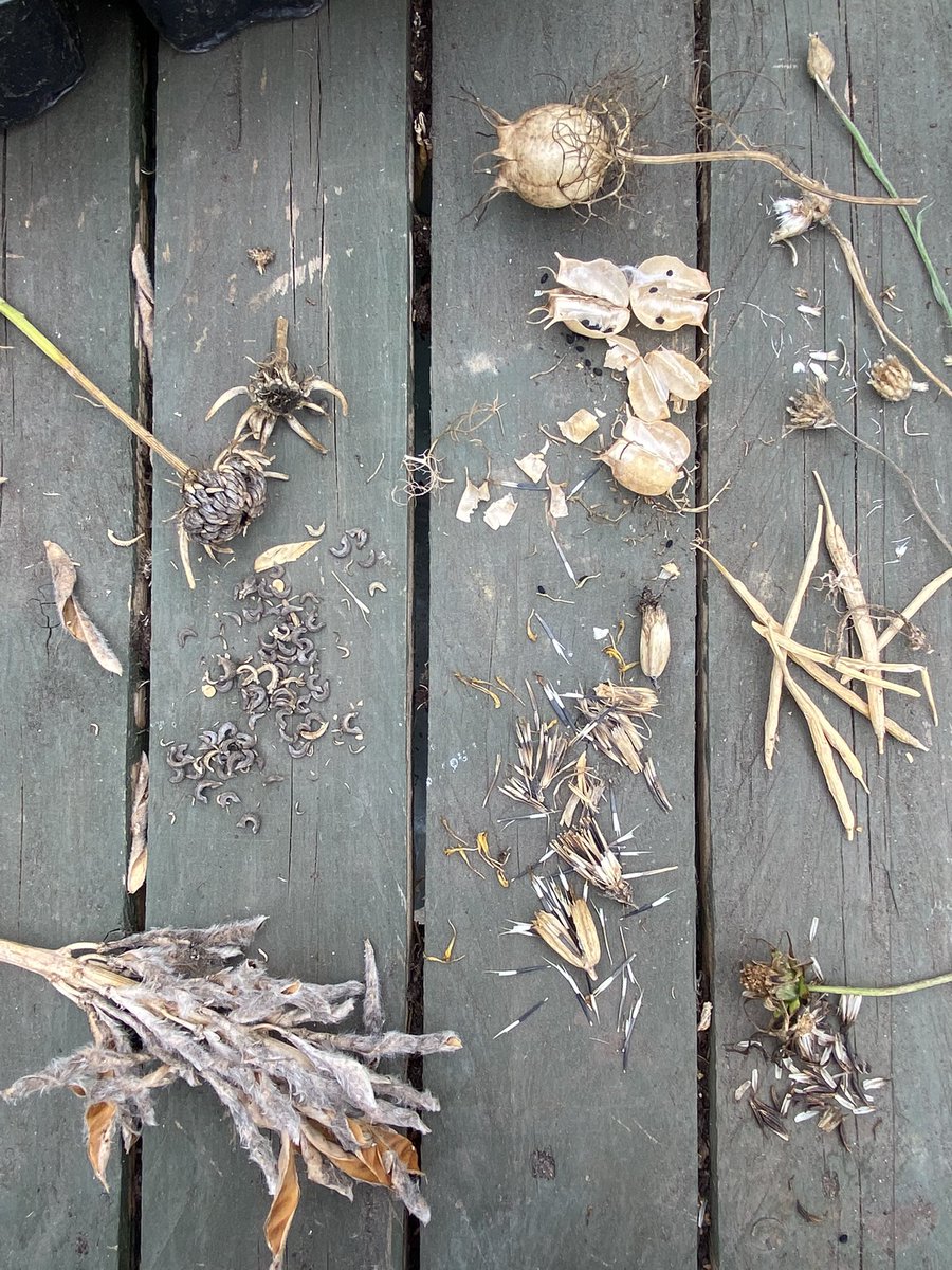 crooks_caroline's tweet image. Seeds! #GardensHour