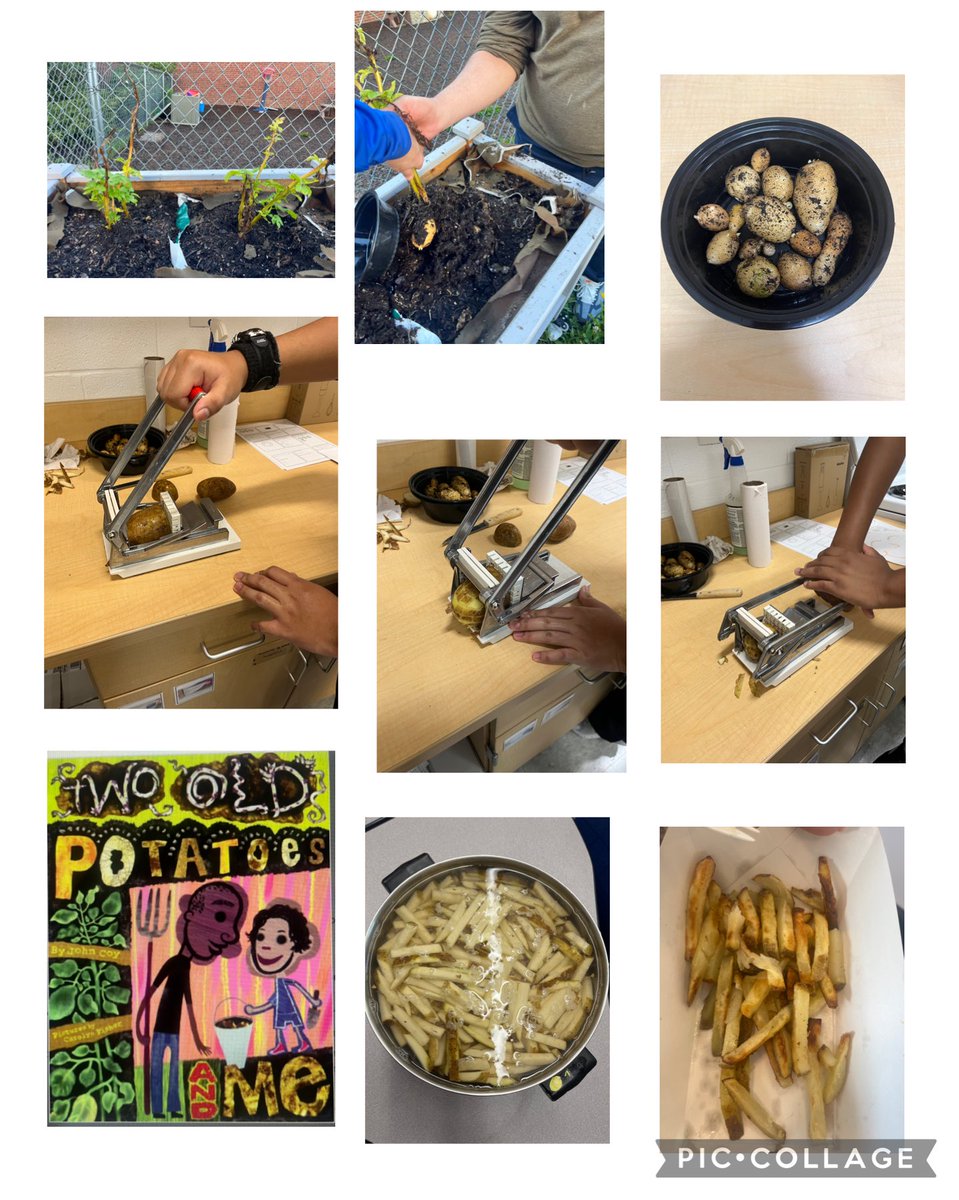 s_matiasleal's tweet photo. Today, my future adaptive cooking essentials students harvested Platt grown potatoes, washed, and cut them, and enjoyed their homemade fries!#plattlive https://t.co/kDI38YdKZ2