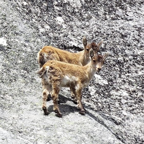 NancyBl36898492's tweet photo. Cabritiñas no #Xures 🐐
📸Luis Rubiños https://t.co/fHl4wyIKUR