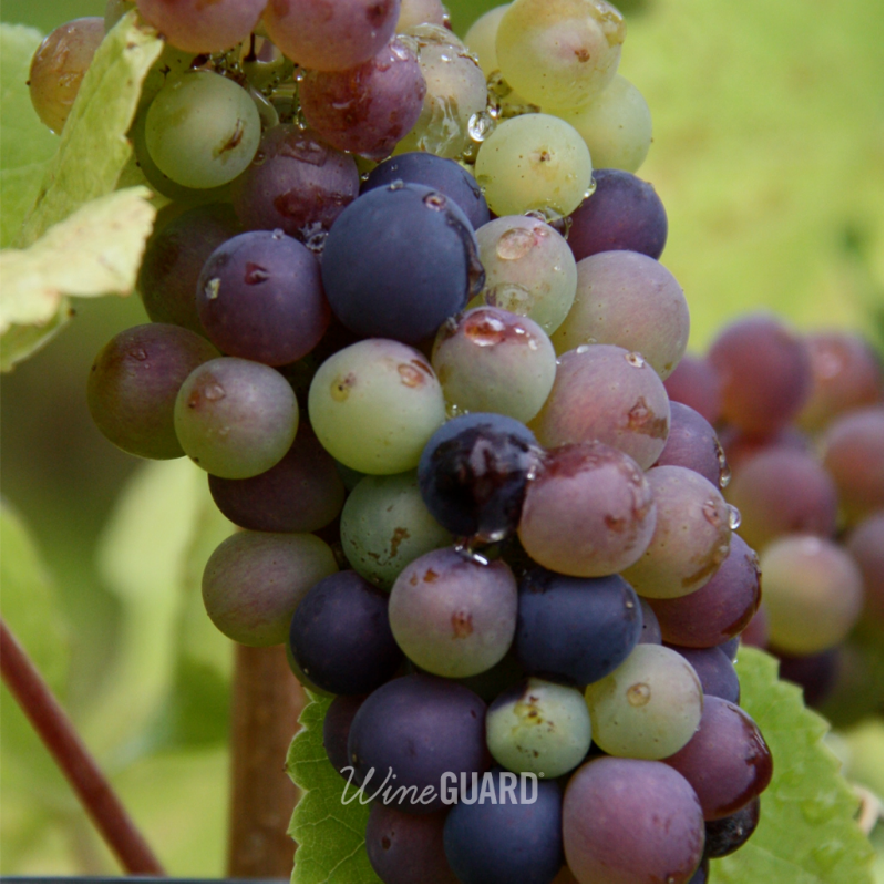 thewineguard's tweet photo. These are our Fall colors. The palette is called "ripening vines". 🍇🌿🍷🍂🤣
.
.
.
.
.
.
.
.
.
#fallcolors #autumn #photography #vines #winery #designer #pantone #colors #grape #wine #vineyard @marciarothfield #fallcolours #viticulture #winemaking #growers #pretty #colorpalette https://t.co/njLQaswOeY