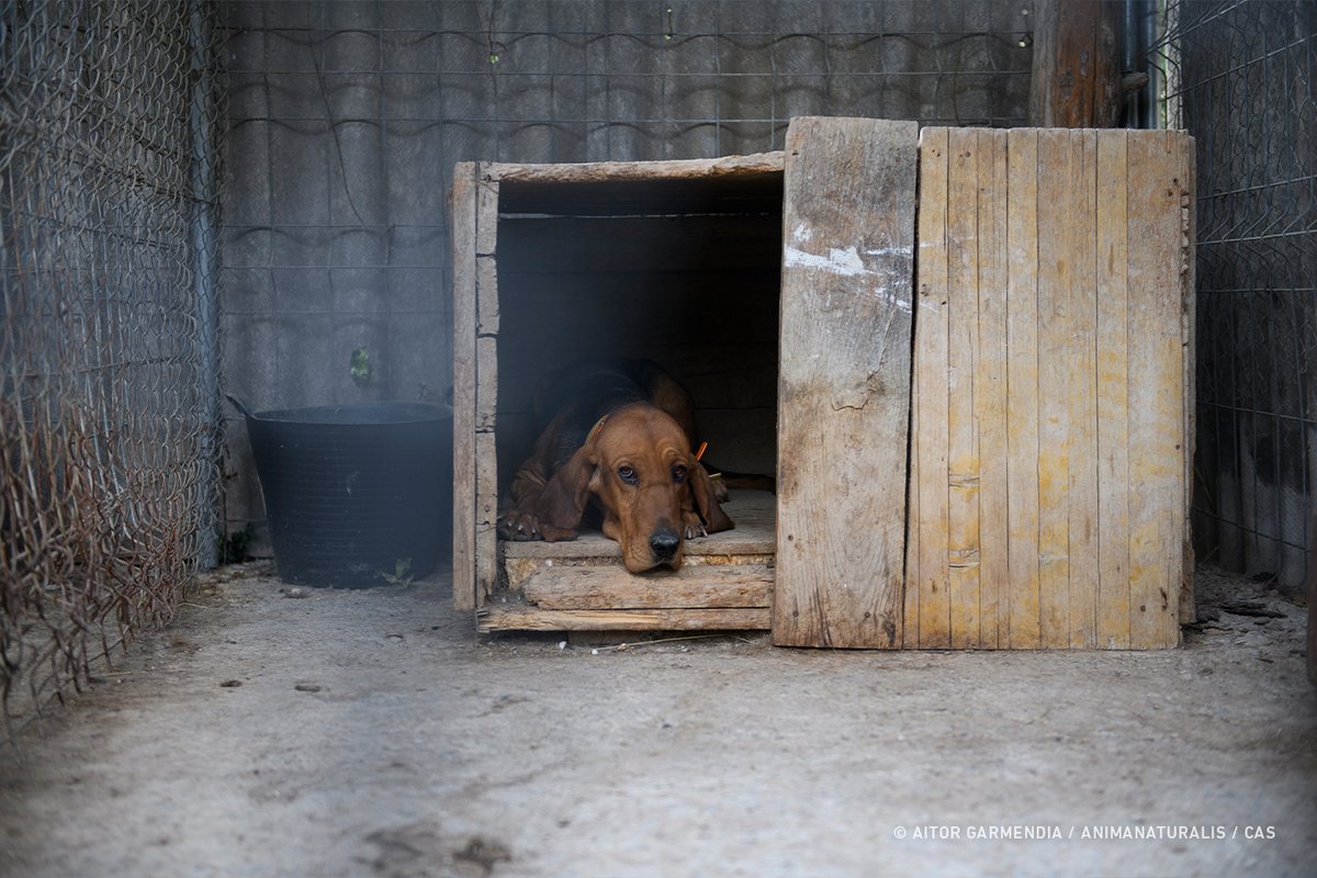AnimaNaturalis's tweet photo. ⚠️🇪🇸🐕 La caza es el primer motivo de abandono y maltrato de perros en España. 

Además, viven encerrados toda su vida en jaulas o naves, y muchos viven encadenados las 24 horas del día.

⛔️ ¡NO a la enmienda del PSOE!
#PSOENiUnSoloPerroAtras
@PSOE @sanchezcastejon @gpscongreso https://t.co/4lesGYpNTW