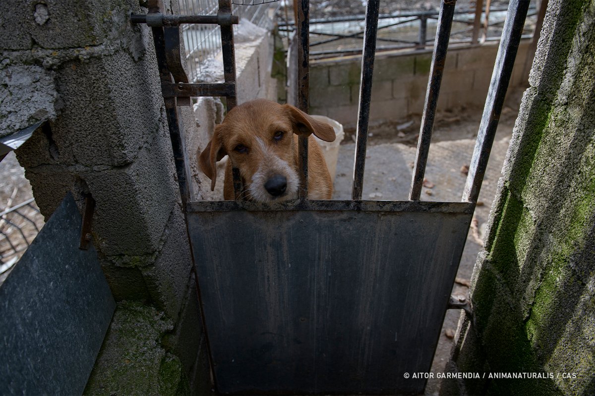 AnimaNaturalis's tweet photo. ⚠️🇪🇸🐕 La caza es el primer motivo de abandono y maltrato de perros en España. 

Además, viven encerrados toda su vida en jaulas o naves, y muchos viven encadenados las 24 horas del día.

⛔️ ¡NO a la enmienda del PSOE!
#PSOENiUnSoloPerroAtras
@PSOE @sanchezcastejon @gpscongreso https://t.co/4lesGYpNTW