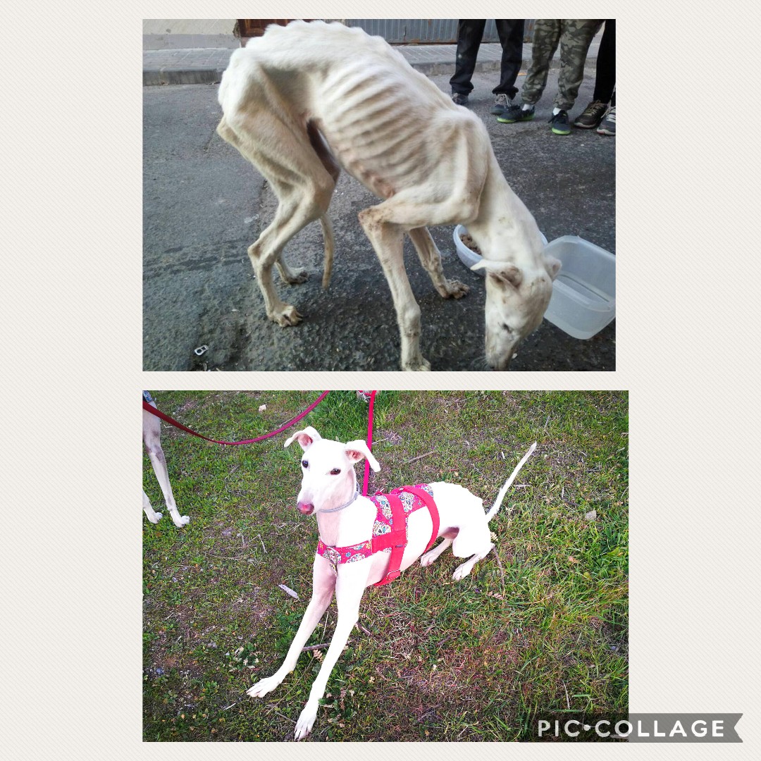 rickiroga's tweet photo. Antes y después.
De un cazador a una família que la trata como lo que es. Un ser vivo.
#PSOENiUnSoloPerroAtras
@PSOE @sanchezcastejon @gpscongreso
@galgos112 https://t.co/EQPhVHiIfu
