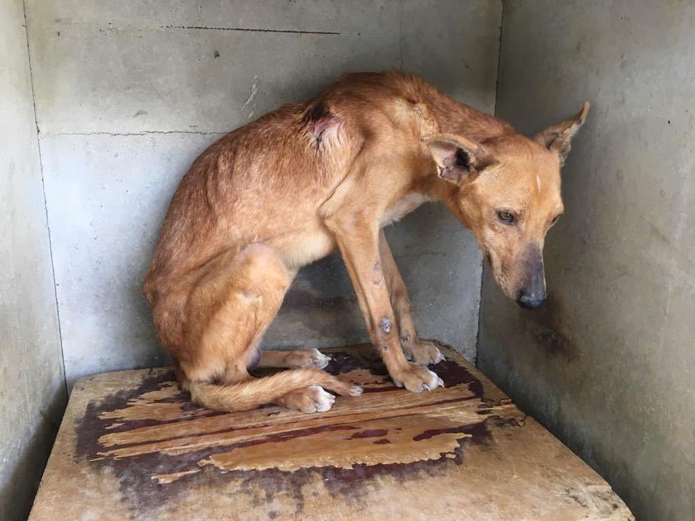 VictoriaLac's tweet photo. Exigimos el PSOE que retire la enmienda para sacar a los perros de caza entre otros animales, de la Ley de Bienestar Animal.Justo a los que son más vulnerables y maltratados,quieren arrebatarles sus derechos más básicos
#PSOENiUnSoloPerroAtras 
@PSOE @sanchezcastejon @gpscongreso https://t.co/HUzx6bHNkV
