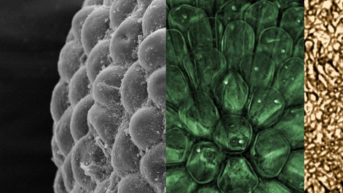 maximaxoo's tweet photo. #History #Science: #fossil algae *predates* the origin of #LandPlants and modern animals — paleontologists have identified an #algae 541m years old that gives new insight into the early diversification of the plant kingdom
👁 ► https://t.co/c9OnkpBVer ◄ via @CosmosMagazine https://t.co/mm3Waz1gR0