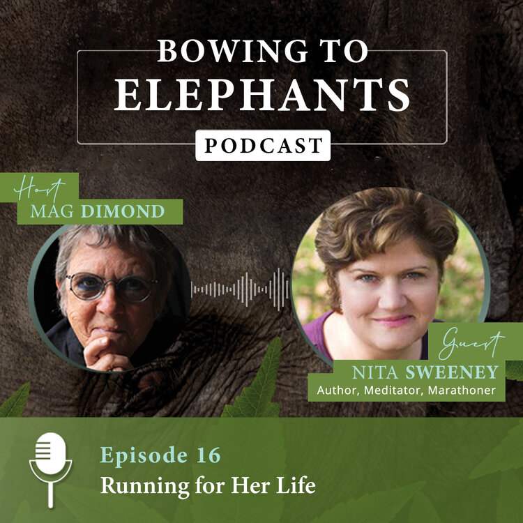 DimondMag's tweet photo. In this episode, I talk with @NitaSweeney about running, mental health, and her memoir, DEPRESSION HATES A MOVING TARGET: How Running with My Dog Brought Me Back from the Brink. https://t.co/xOmRSAzUnT #Depression #Running #Mindfulness #MentalHealth @BenGioia https://t.co/OvgeqA5wcq