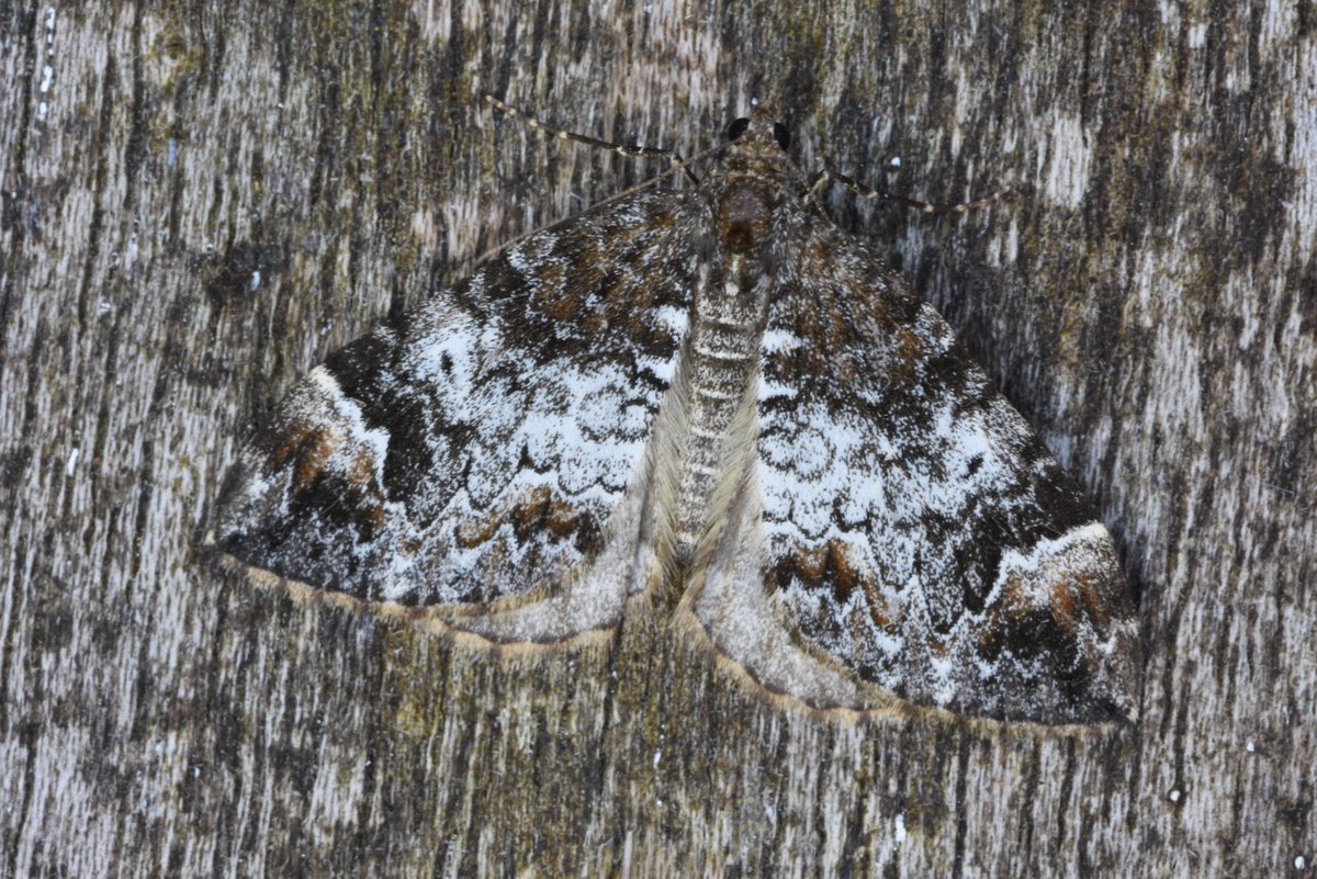 twheatear's tweet photo. Not a colourway I’ve had before, but I presume this striking beast is just a common marbled carpet @MOTHIDUK #teamMoth ? https://t.co/Yzh7SkRXQX