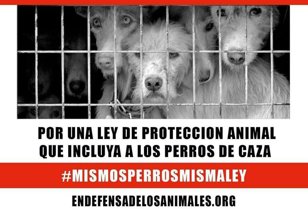 TamisSjp's tweet photo. Por la igualdad de trato de los perros de caza y del mundo rural en la Ley de Protección Animal. 
Todos los perros deben ser protegidos por iguales ante la Ley, NO A LA ENMIENDA QUE EXCLUYE A ESTOS PERROS.
#PSOENiUnSoloPerroAtras 
@PSOE @gpscongreso @sanchezcastejon https://t.co/klQl1hEXBg