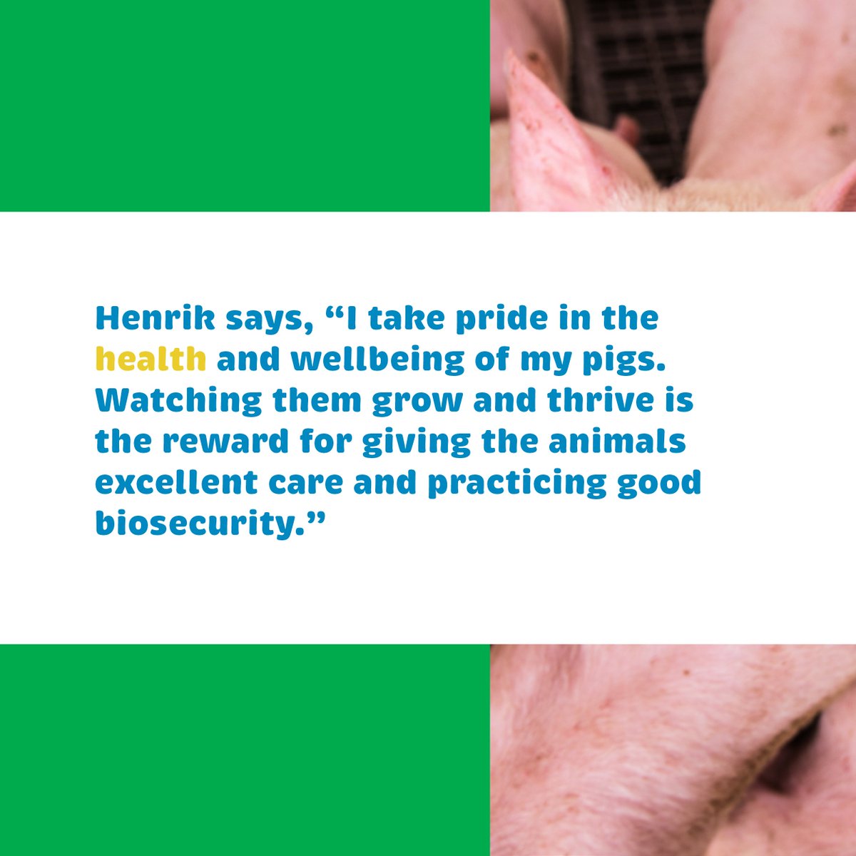 aitcmb's tweet photo. Manitoba pork producers &amp; processors play a major role in feeding our province – and our world!🌎
Find out more about this #FoundationsOfMBAg at a new virtual resource hub: https://t.co/72k5LymP1d
Thank you to our 2022 Presenting Sponsor, @PeakoftheMarket 

@MBGovAg #GrowMBAg https://t.co/tB8NLOULXD