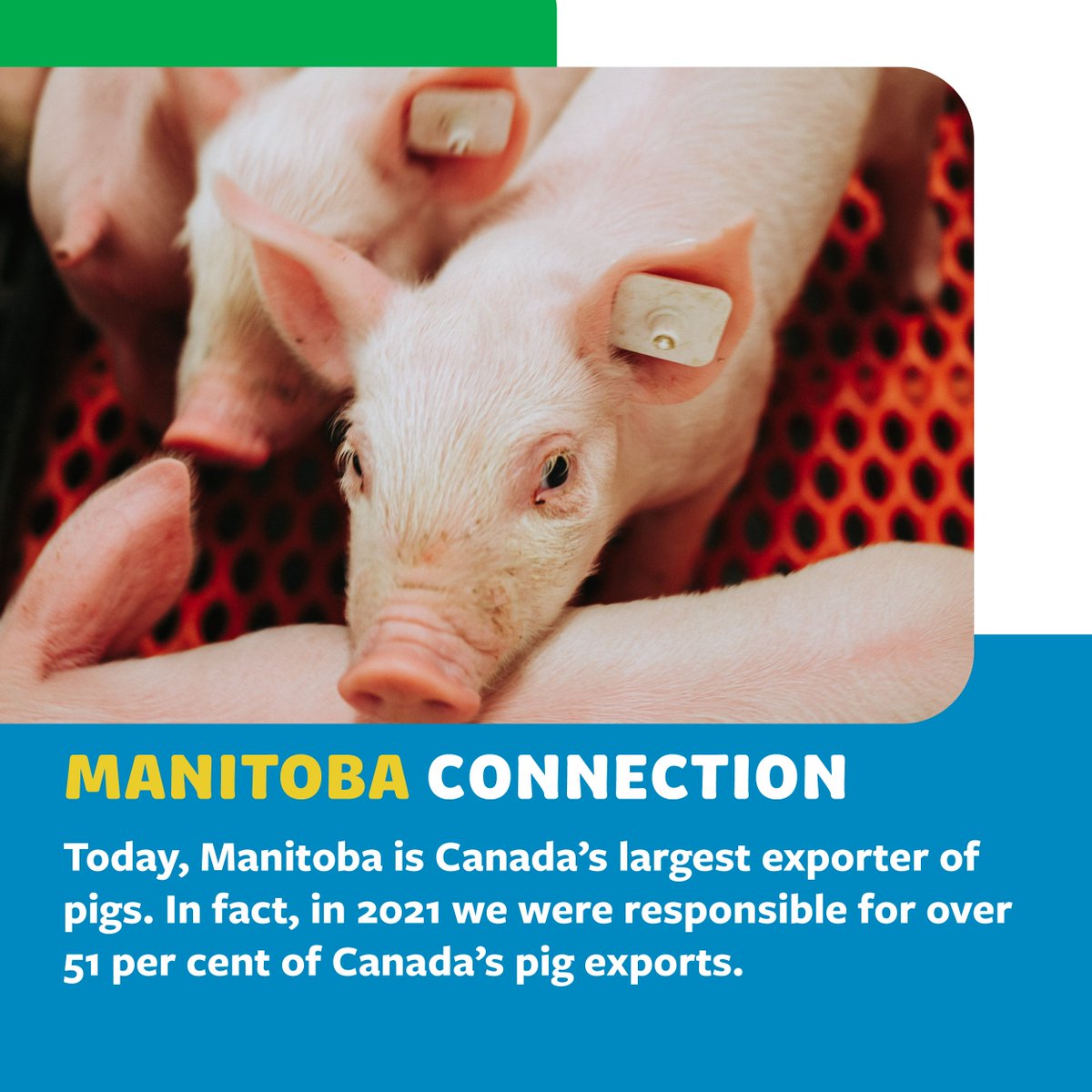 aitcmb's tweet photo. Manitoba pork producers &amp; processors play a major role in feeding our province – and our world!🌎
Find out more about this #FoundationsOfMBAg at a new virtual resource hub: https://t.co/72k5LymP1d
Thank you to our 2022 Presenting Sponsor, @PeakoftheMarket 

@MBGovAg #GrowMBAg https://t.co/tB8NLOULXD