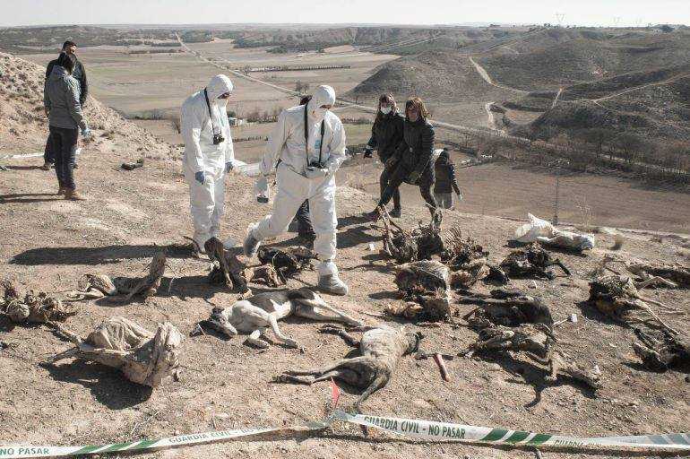 LunaJavierS's tweet photo. Miles de perros de caza son ejecutados por cazadores durante la temporada de caza. Como los 30 galgos que aparecieron muertos en una zanja en Tarancón. ¿Cómo podéis permitir eso? 
@PSOE @gpscongreso @sanchezcastejon
#PSOENiUnSoloPerroAtras
@PartidoPACMA @plataforma_NAC https://t.co/wVAikwIIcm