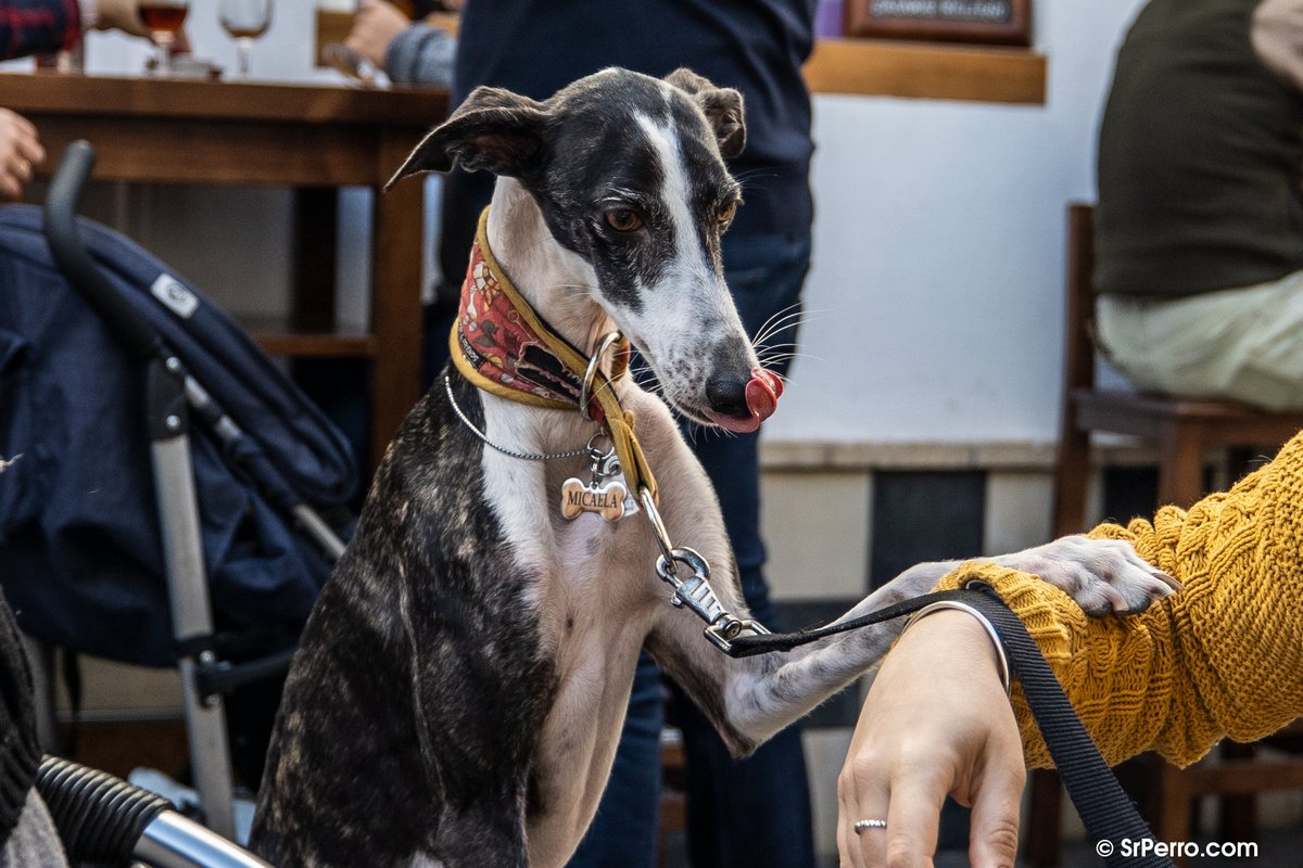 _SrPerro's tweet photo. #PSOENiUnSoloPerroAtras Con el nivel de abandono y maltrato que hay en España, con la cantidad de perros de caza que llegan a las protectoras cada día, no podemos permitir que no estén protegidos por la ley, como cualquier otro perro. https://t.co/lgvPvJLCAd @sanchezcastejon https://t.co/QiqV3mos3c