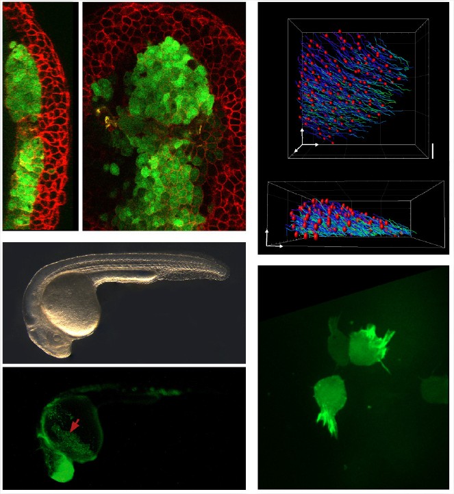 Florence Giger (@florencegiger) on Twitter photo Please RT: ANR funded postdoc position in Nicolas David's lab <a href="/Polytechnique/">École polytechnique</a> close to Paris to investigate the molecular and cellular bases of collective #CellMigration in the #zebrafish embryo🐟.
#morphogenesis
Enquiries: nicolas.david@polytechnique.edu
tinyurl.com/yc5rspav Please RT: ANR funded postdoc position in Nicolas David's lab <a href="/Polytechnique/">École polytechnique</a> close to Paris to investigate the molecular and cellular bases of collective #CellMigration in the #zebrafish embryo🐟.
#morphogenesis
Enquiries: nicolas.david@polytechnique.edu
tinyurl.com/yc5rspav