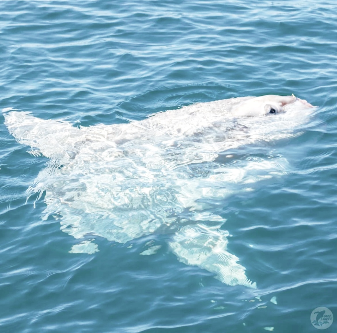 Dana Point Harbor tweet media