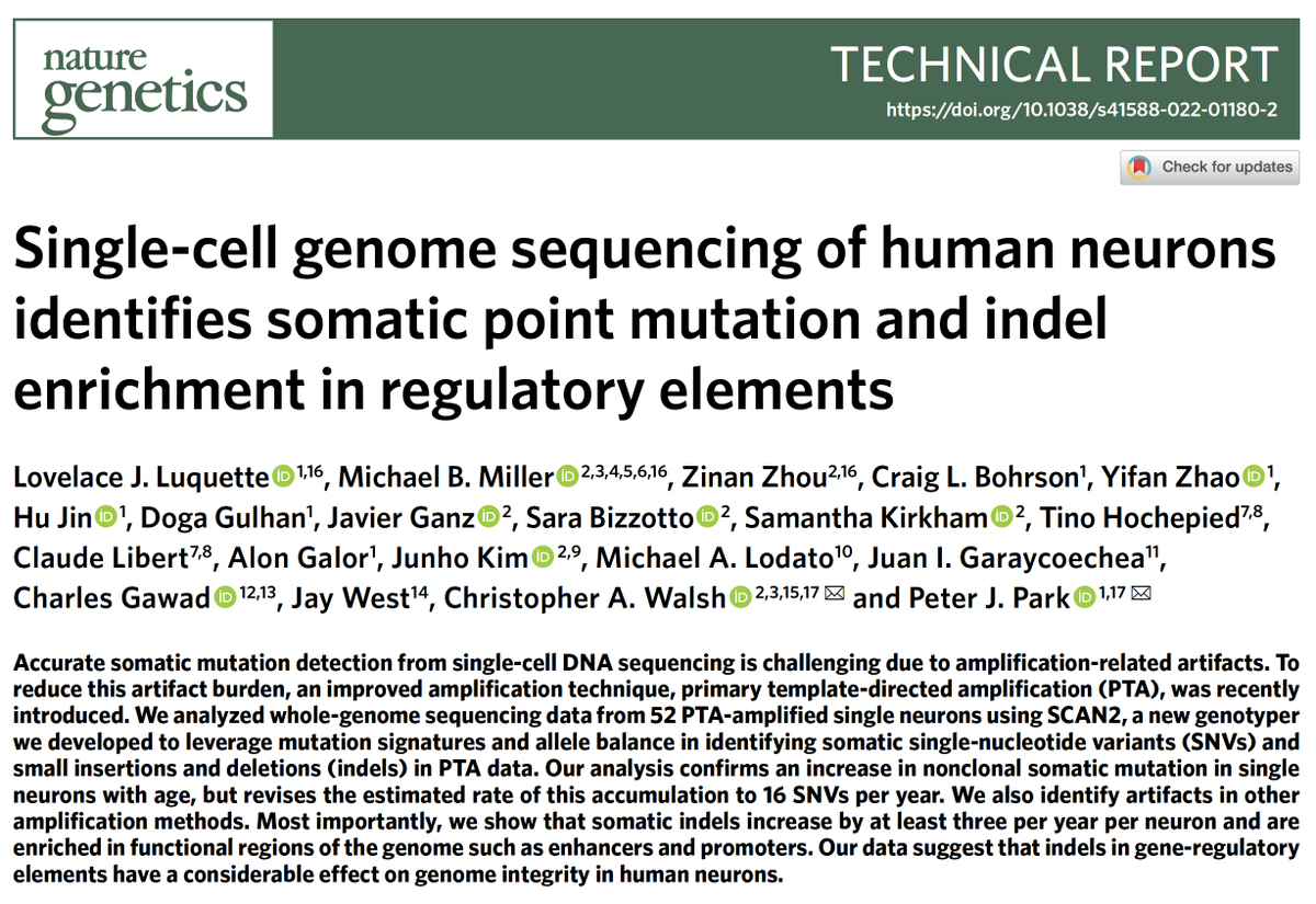 pnatarajanmd's tweet photo. Single neuron sequencing using improved methods estimates 16 SNVs &amp; 3 indels per neuron per year, with the latter particularly enriched in regulatory elements https://t.co/GyFq5nrZ5J @NatureGenet https://t.co/5eq6AbApJT