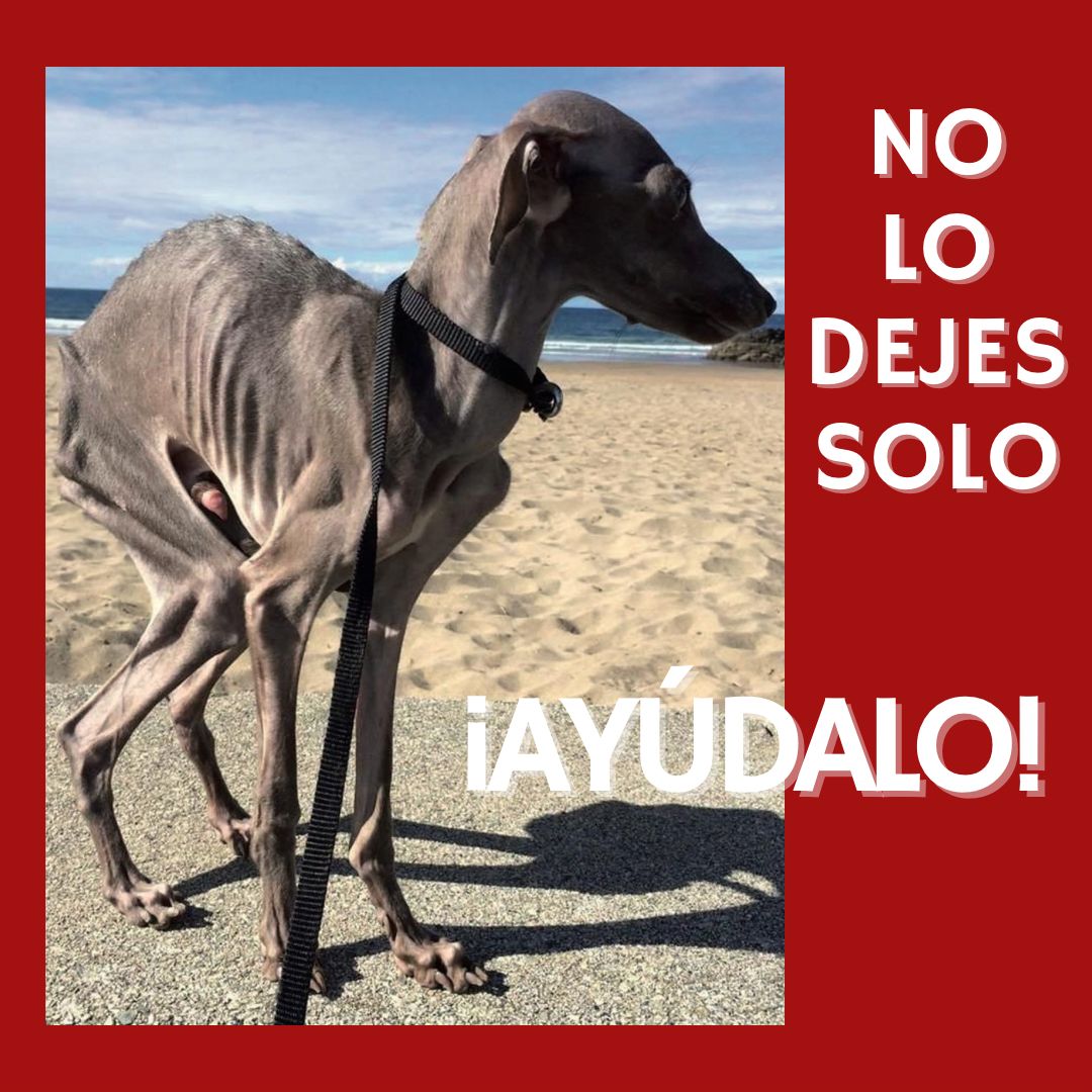 Purogalgo's tweet photo. No los dejes sólos, ayúdalos. 
#PSOENiUnSoloPerroAtras @PSOE @sanchezcastejon @gpscongreso https://t.co/TgXoVCC2SM