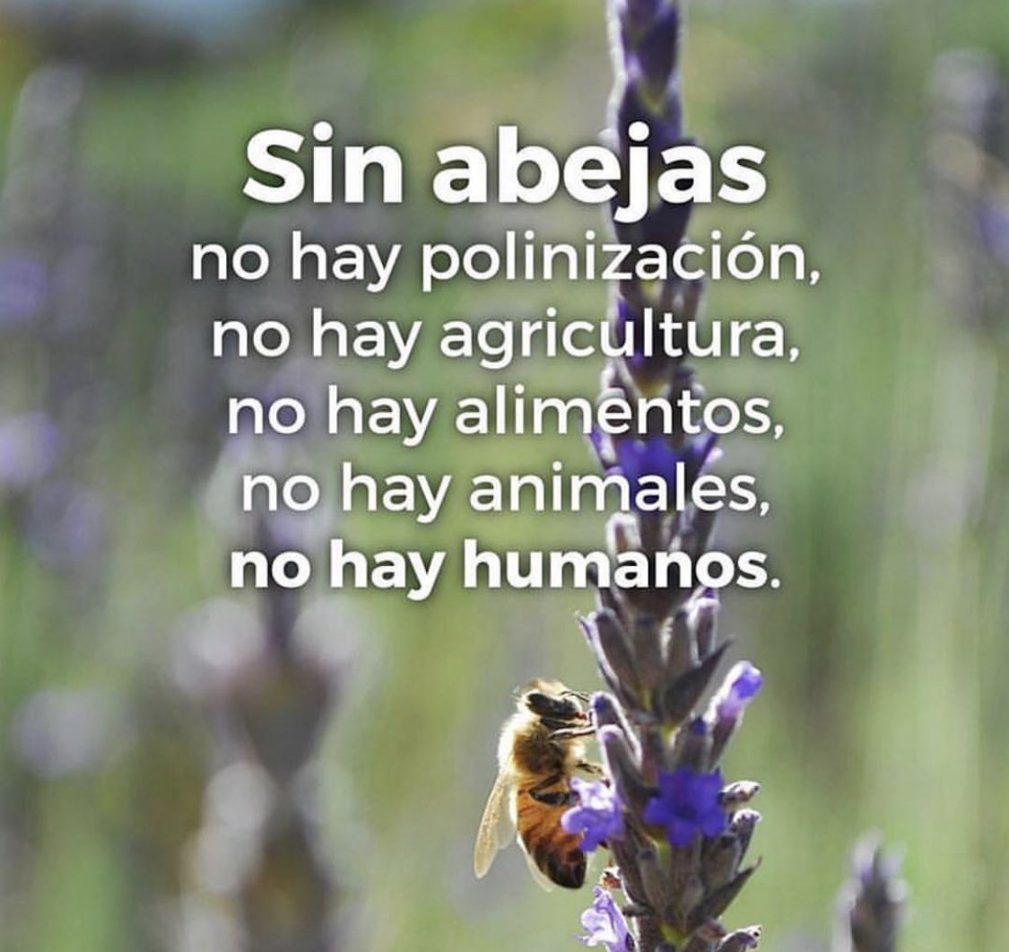 ¡Llamada de emergencia 🚨 sobre la importancia de las abejas 🐝! Protege las abejas 🐝 sin ellas no somos nada, las necesitamos.

 #MedioAmbiente  #Vida