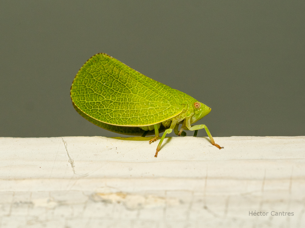HectorCantres's tweet photo. Green Cone-headed Plant-hoppers camouflage very nicely in the bushes. But, this lil guy was standing under no cover on a white piece of wood!
#animals #bugs #Entomology #insects #nature #naturelovers #NaturePhotography #theoutdoors #tinywildlife #wildlife #wildlifephotography https://t.co/OYshMSxljE