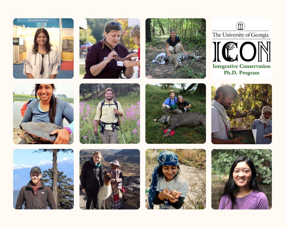 Integrative Conservation PhD Program (@ugaicon) on Twitter photo ✨Announcement✨
The Integrative Conservation PhD program (<a href="/UGAICON/">Integrative Conservation PhD Program</a>) is now accepting applications for Fall 2023!
Join an exciting, forward-thinking #conservation program designed to ensure students gain disciplinary depth & breadth
cicr.uga.edu/icon-phd-progr…
Apply by Dec. 1st🗓️ ✨Announcement✨
The Integrative Conservation PhD program (<a href="/UGAICON/">Integrative Conservation PhD Program</a>) is now accepting applications for Fall 2023!
Join an exciting, forward-thinking #conservation program designed to ensure students gain disciplinary depth & breadth
cicr.uga.edu/icon-phd-progr…
Apply by Dec. 1st🗓️