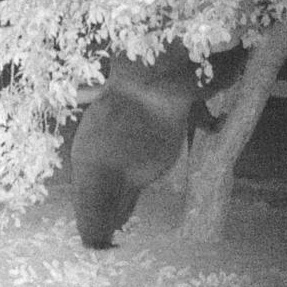 The bear that's been breaking into my parents garden/orchard finally figured out how to just open the door. Look at that apple-filled belly! 

As a seed dispersal researcher, I'm putting this in the 'ecosystem service' rather than 'human-wildlife conflict' category