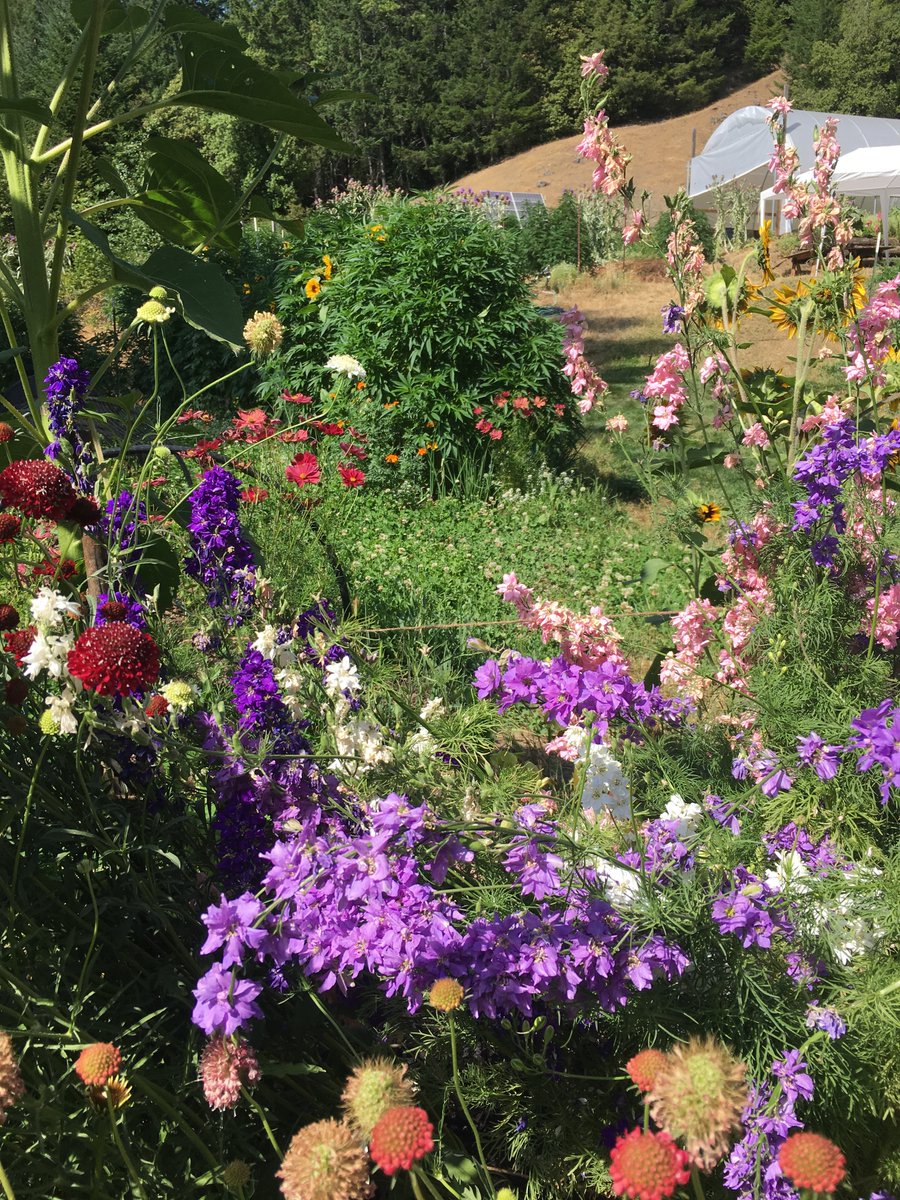 “We bring these plant medicines to the people so they can be better within themselves, which allows them to be better people within their communities. And then, maybe, we can all be better humans and help to heal the Earth.”

— Joseph Haggard, #EmeraldSpiritBotanicals