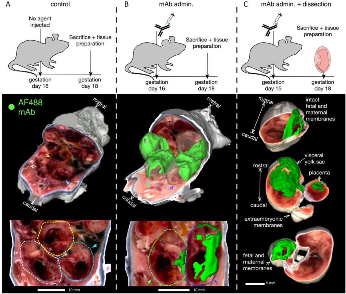 A fantastic cryo-collaboration with Backes et al. to better understand mAb accumulation at the placental-fetal interface for neonatal protection against HSV.
"Notably, high fluorescence was observed in a harvested conceptus where the visceral yolk sac.. remained intact (Fig 2C)."