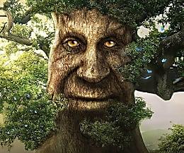 Gee_7556's tweet photo. Every image I have of this fucking tree🧵 https://t.co/KqBkCrEd7p