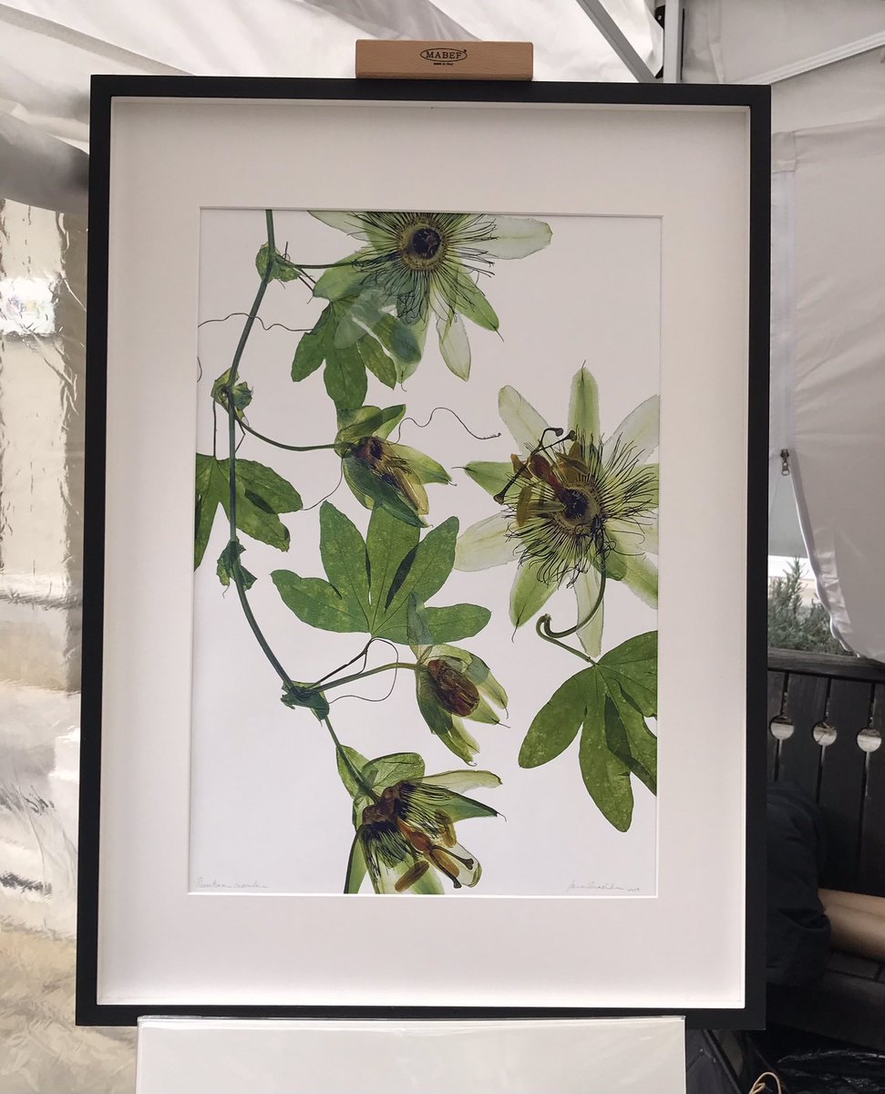 A2 photographic print of pressed #Passifloracaerulea after pressing has made them translucent. Many thanks to visitors @visitportobello who dropped by our @Savemeimwild stall on Saturday to buy prints. What an amazing Market! @marketsmatter #biodiversity #biodiversityconservation