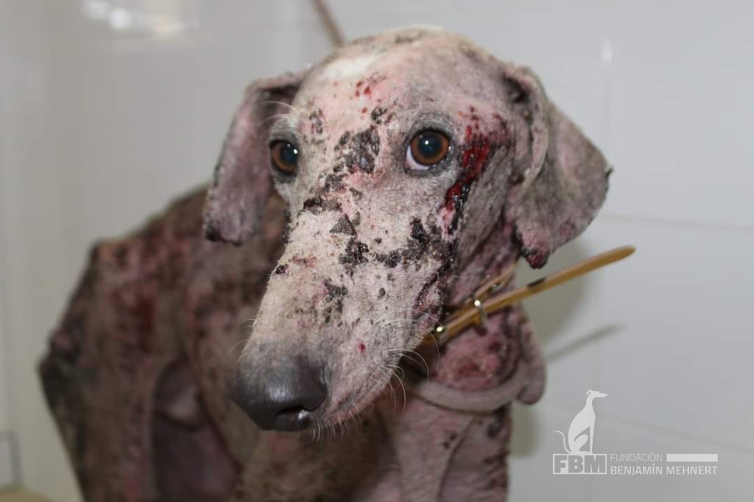 AnimaAnimalSJD's tweet photo. Please help us!!
The Spanish government intends to leave dogs used for hunting and other animals out of the Animal Protection Law. We need your support so that they are not condemned to be mistreated and abandoned
#PSOENiUnSoloPerroAtras  @PSOE @sanchezcastejon @gpscongreso https://t.co/xc7G45AjKu