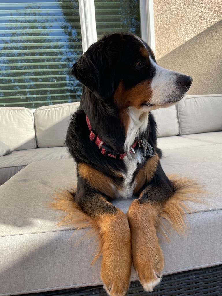 LittleDenene's tweet photo. Her last day of being two. ❤️ #dogsoftwitter #deckweather https://t.co/yC6UyHlnaa