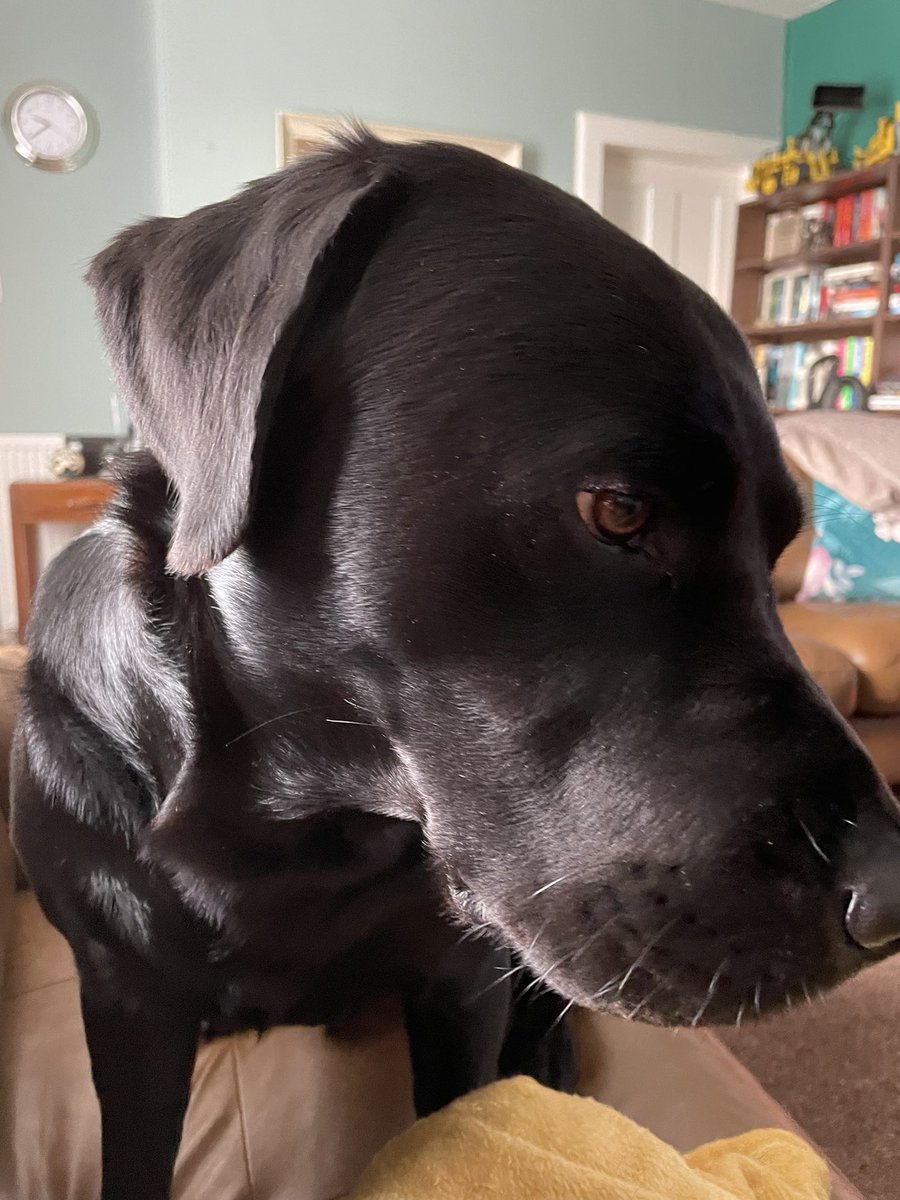 stimpstheboss's tweet photo. @labtested1 A wee shy boop to you from me x https://t.co/aVNAw3QAp7