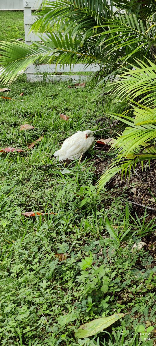 Another wet chicken sheltering from Hurricane Ian. Water flow in the canal is now going out. #Weather #CaymanIslands #ecowitt #thunderky