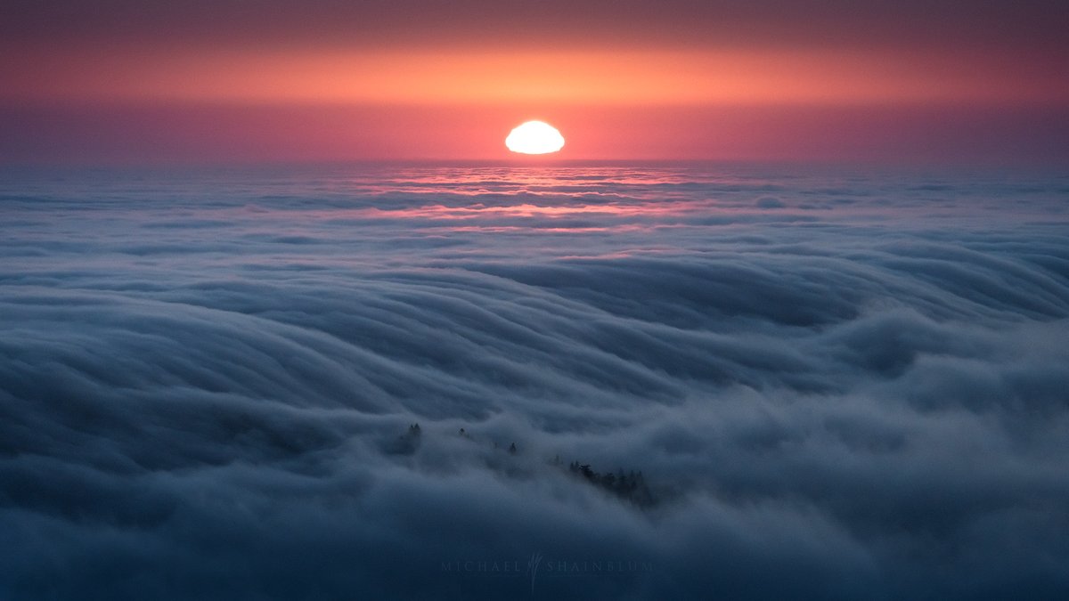 Michael Shainblum tweet media