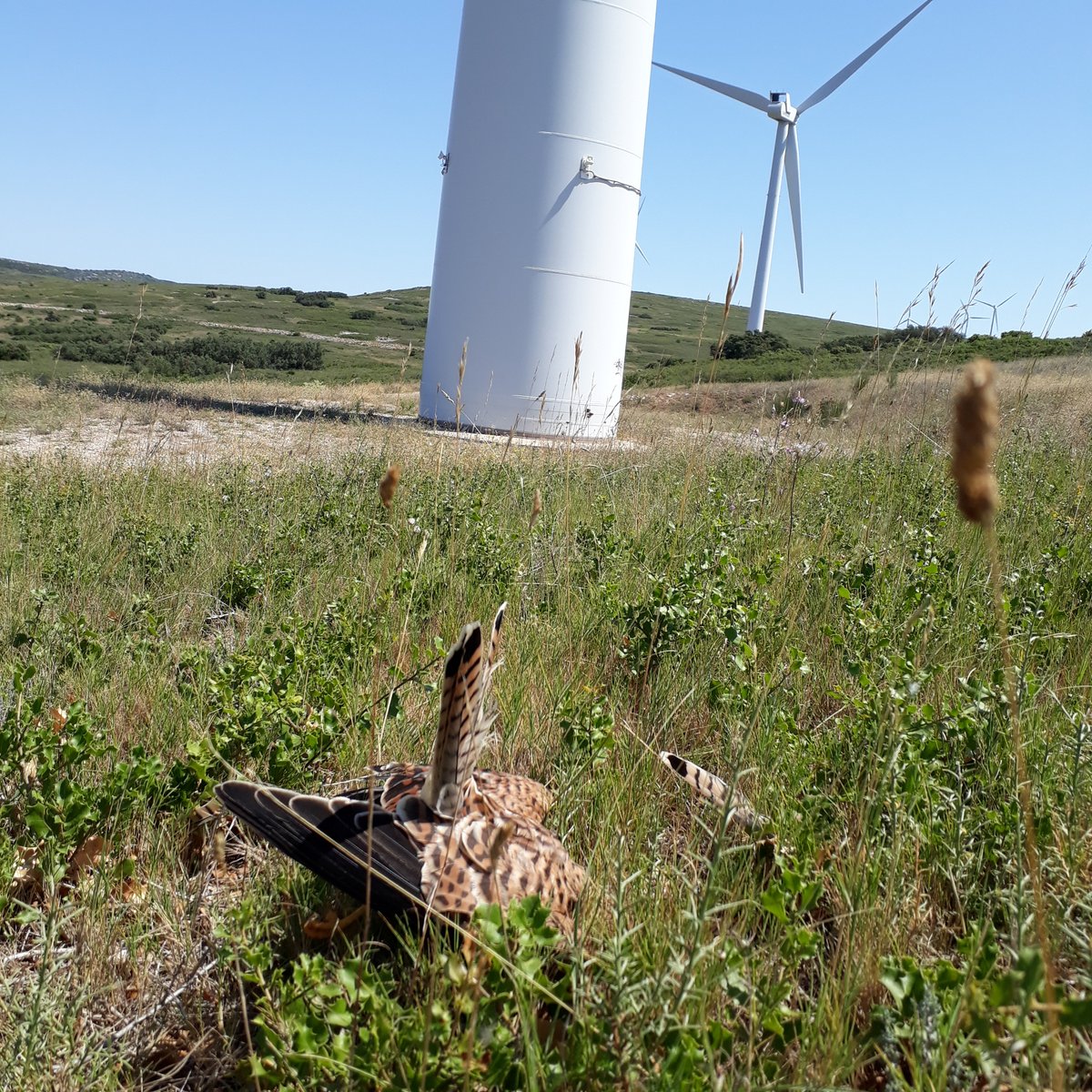 Study shows collisions with wind #turbines can have strong impact even on increasing populations of threatened #raptors - #OpenAccess …lpublications.onlinelibrary.wiley.com/doi/full/10.11… @abesnardEPHE Photo credit: LPO Occitanie