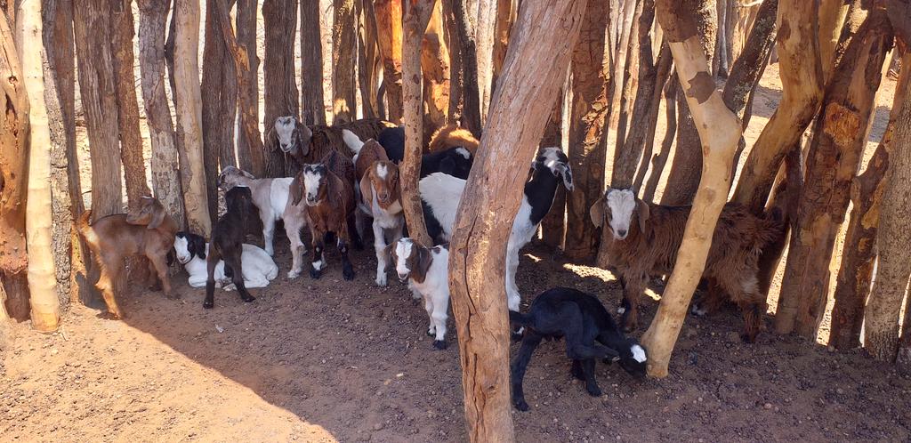 First kidding season was amazing blessed with twins also💫. The passion leads #agriculture in Zimbabwe #Zimbabwe goats